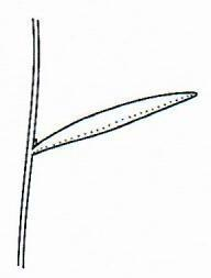 Divergent/ Divaricate